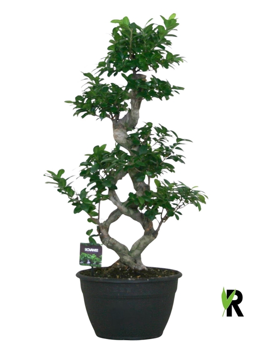 <h4>Ficus microcarpa 'Ginseng'</h4>