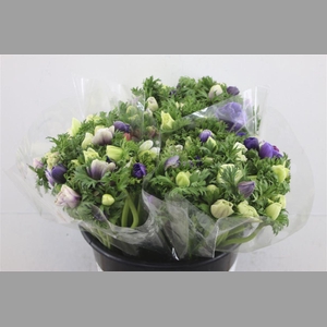 Anem Ex Mixed Pastel