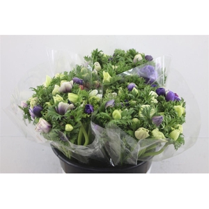 Anem Ex Mixed Pastel