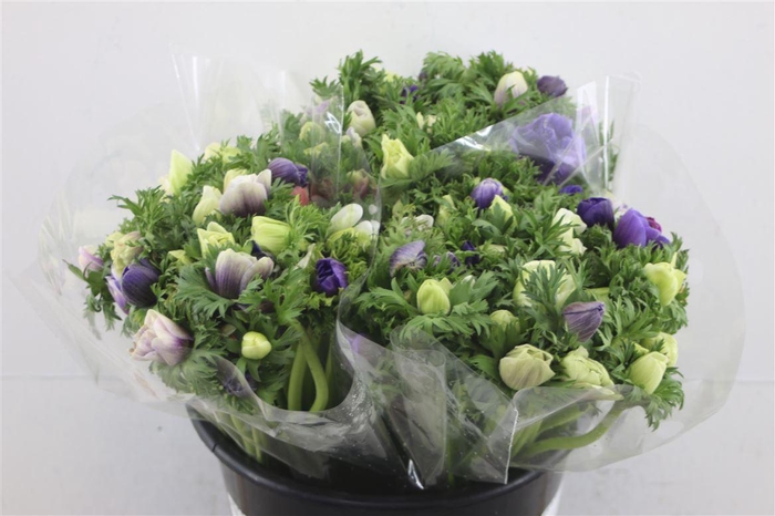 <h4>Anem Ex Mixed Pastel</h4>