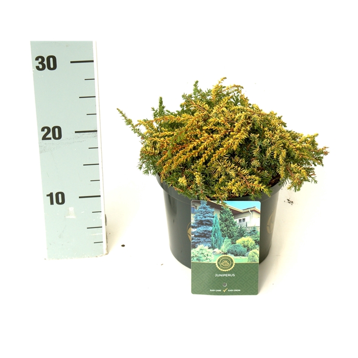 <h4>Juniperus c. 'Lemon Carpet'</h4>