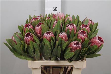 <h4>Protea Pink Ice</h4>