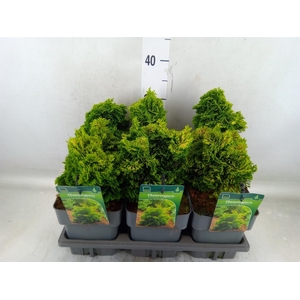 Chamaecyparis obt. 'Aurora'