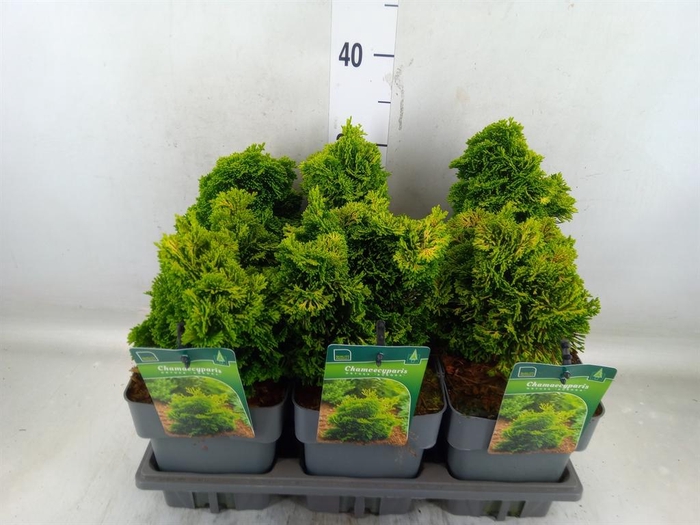 <h4>Chamaecyparis obt. 'Aurora'</h4>