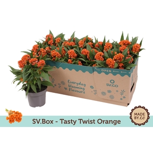 Celosia Tasty Twist Orange in SV.Box