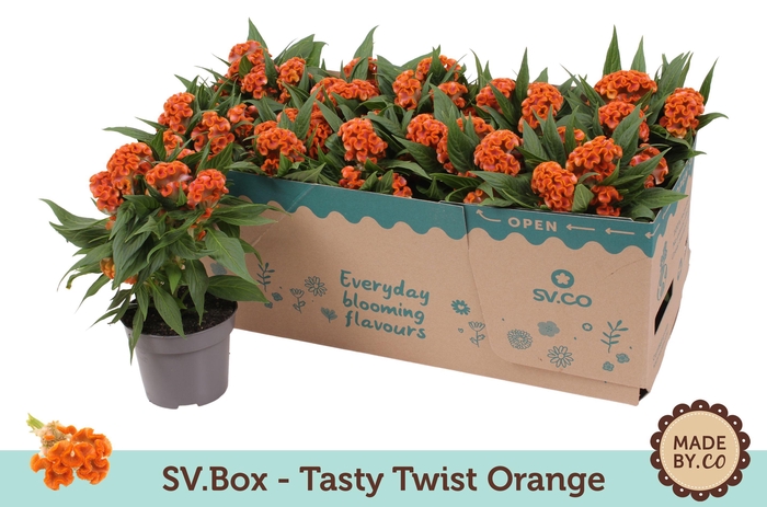 <h4>Celosia Tasty Twist Orange in SV.Box</h4>