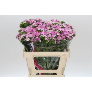 Dianthus Br Am Rose Magic