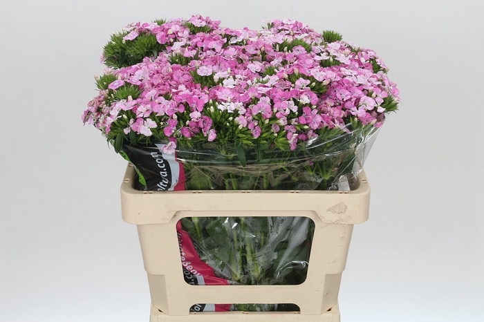 <h4>Dianthus Br Am Rose Magic</h4>