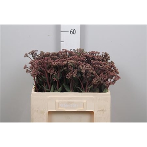 Sedum Matrona