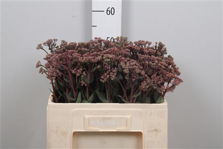 <h4>Sedum Matrona</h4>