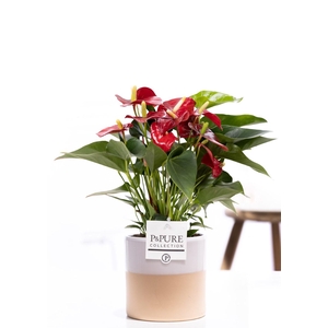 Anthurium red (Micra) in P&PURE Tess 2 cer. white
