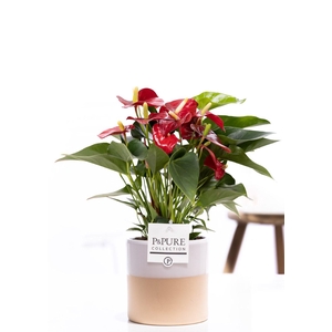 Anthurium red (Micra) in P&PURE Tess 2 cer. white
