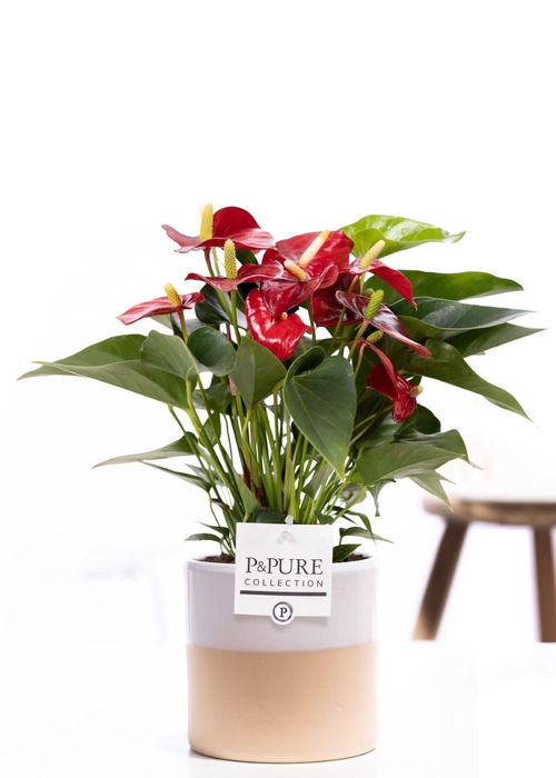 <h4>Anthurium red (Micra) in P&PURE Tess 2 cer. white</h4>