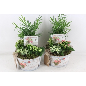 arr2 TD - Schaal rond roos - roze/wit