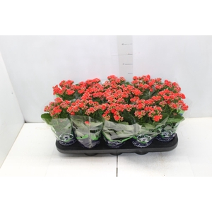 KALANCHOE DOBRADO P11 VERMELHO