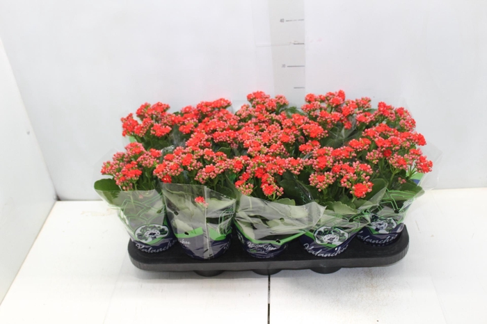 <h4>KALANCHOE DOBRADO P11 VERMELHO</h4>