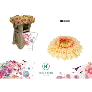 Gerbera MIB Gerponi Bebob