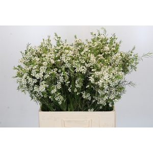 Chamelaucium Ofir