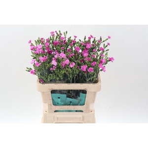 Di Lilliput Lavender