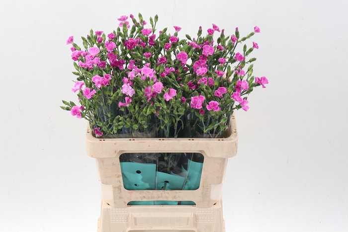 <h4>Di Lilliput Lavender</h4>