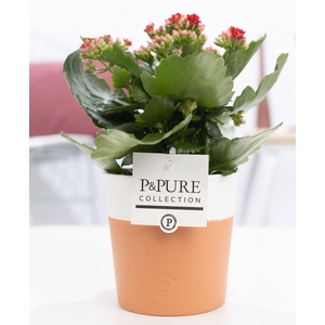 Kalanchoe red in P&PURE Terra Cotta 4 white