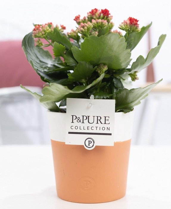 <h4>Kalanchoe red in P&PURE Terra Cotta 4 white</h4>