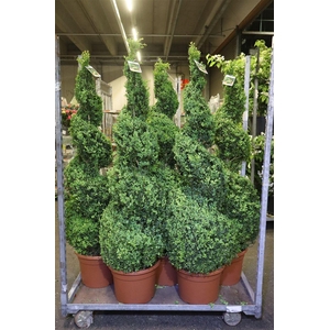 arr8 Buxu Sempervirens