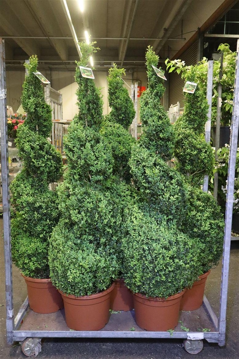 <h4>arr8 Buxu Sempervirens</h4>