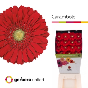 Gerbera Carambole Diamond per kaart