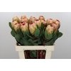 Protea Grandicolor