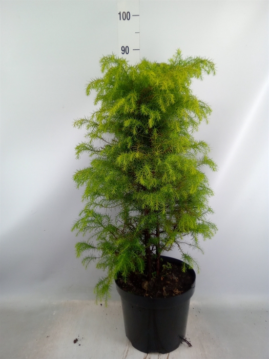 <h4>Cryptomeria japon. 'Elegans Virid'</h4>