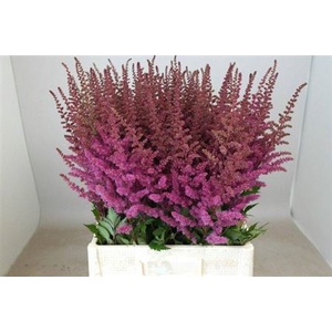 Astilbe Maggie Daley