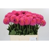 Dahlia Barbados
