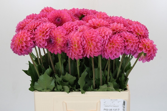 Dahlia Barbados