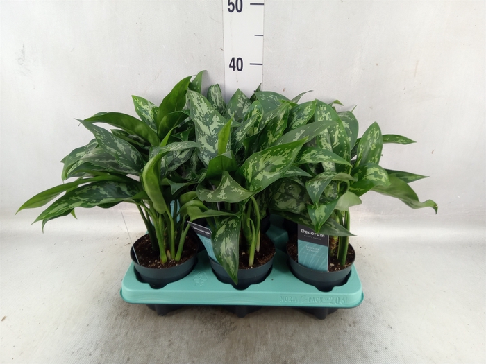 <h4>Aglaonema  'Maria'</h4>