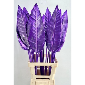 Strelitzia Blad Painted Purple