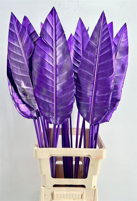 <h4>Strelitzia Blad Painted Purple</h4>