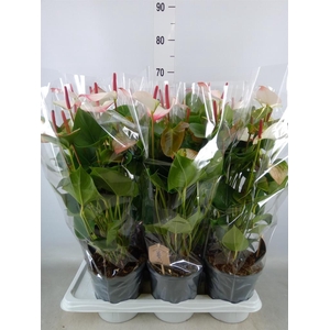 Anthurium andr. 'Alpine'