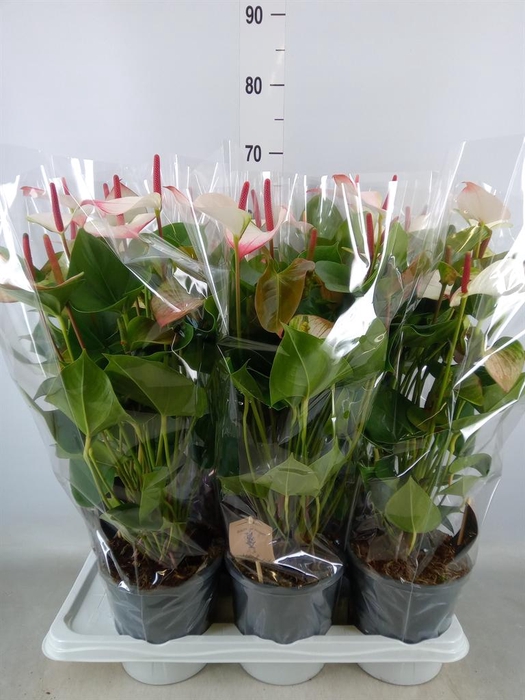 <h4>Anthurium andr. 'Alpine'</h4>