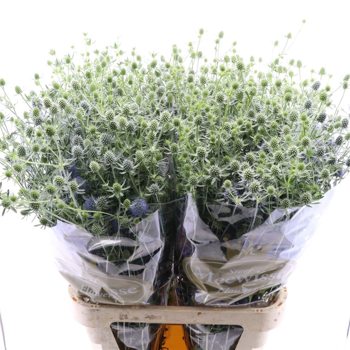 <h4>Eryngium Giganteum</h4>