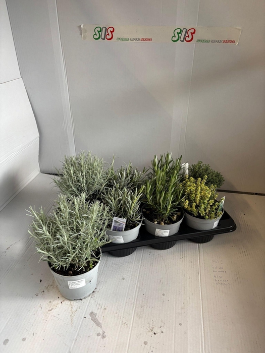 <h4>TUINKRUIDEN GEM</h4>