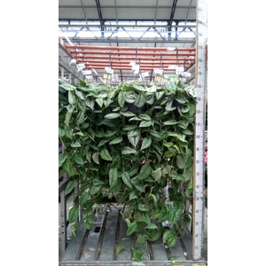 Scindapsus pictus 'Trebie'