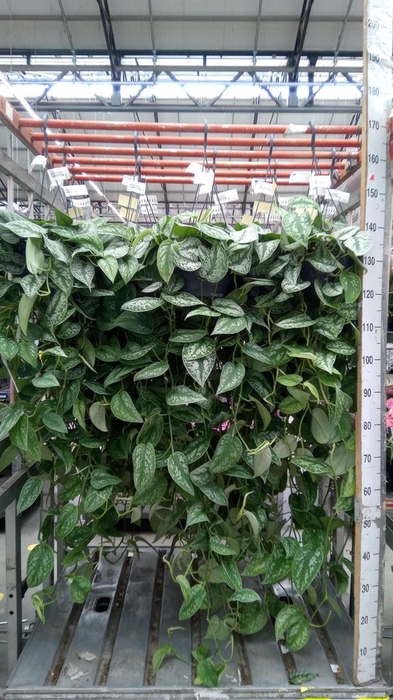 <h4>Scindapsus pictus 'Trebie'</h4>