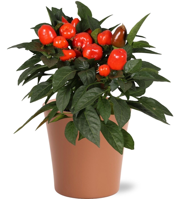 <h4>CAPS AN SAMBA ORANGE</h4>