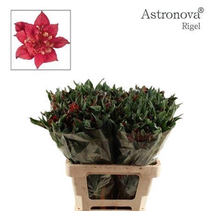 ALSTROEMERIA ASTRONOVA RIGEL