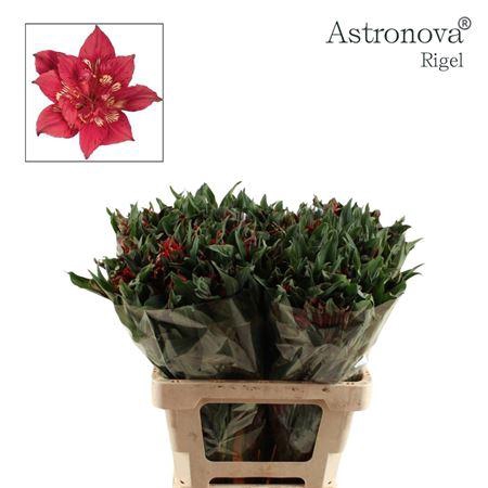 <h4>ALSTROEMERIA ASTRONOVA RIGEL</h4>