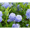 Ceanothus overig