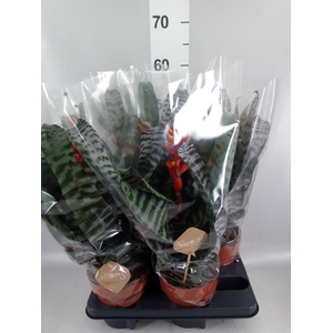 Aechmea   ...