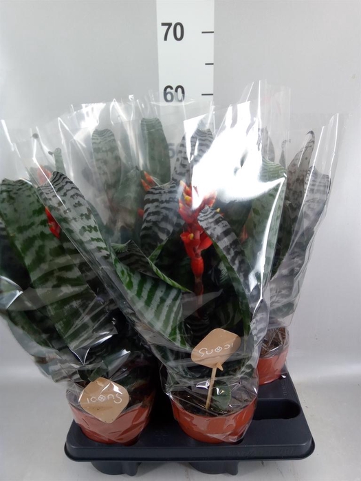 <h4>Aechmea   ...</h4>