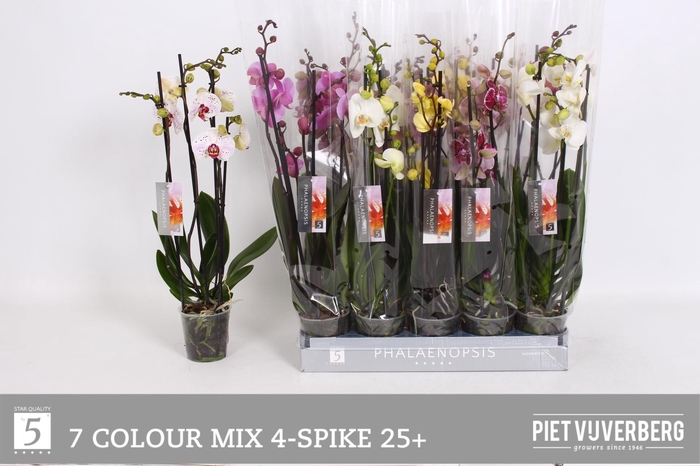 <h4>PHAL GEM 7 KL</h4>